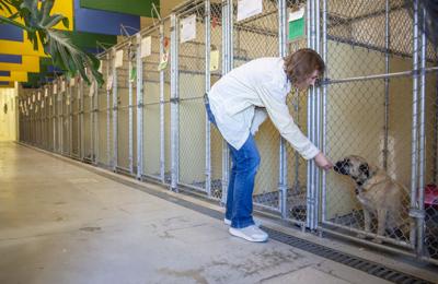 overcrowding at the animal shelter