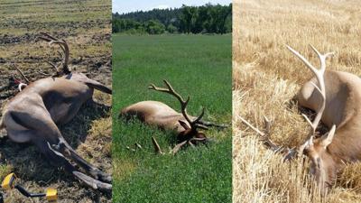 Roundup man's hunting privileges revoked for 10 years after elk poaching